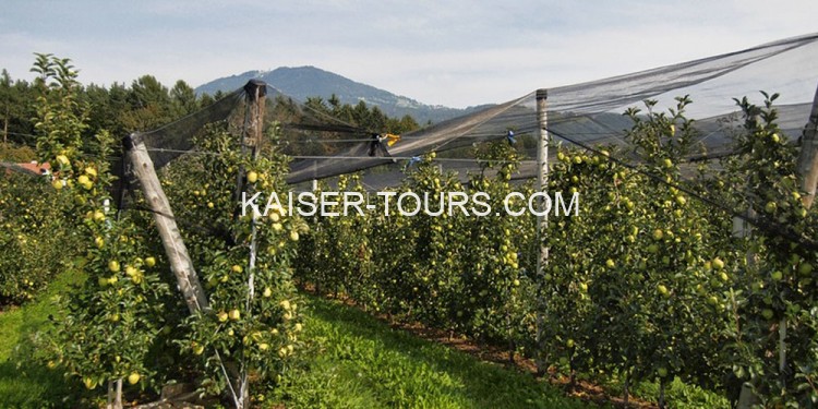 Экскурсия яблочная долина из Вены