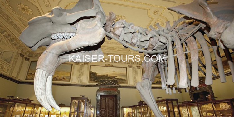 Экскурсия в естественно-исторический музей с ужином