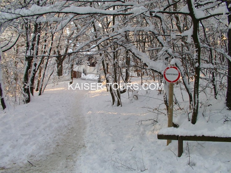 Экскурсия венский лес на новый год