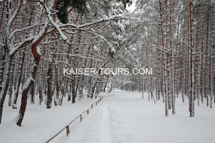 Экскурсия венский лес на новый год