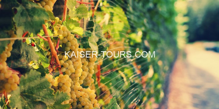 Свадьба в Винограднике Кобенцль